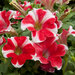 Укорененные черенки Сурфиния, Петуния Ампельная Petunia Famous® Red Star