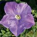 Укорененные черенки Сурфиния, Петуния Ампельная Petunia Famous® Sky Blue ?14 KLEPH14245