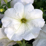 Укорененные черенки Сурфиния, Петуния Ампельная Petunia Famous® White?14 KLEPH14247