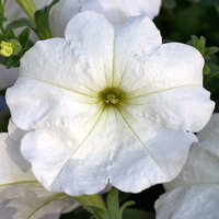 Укорененные черенки Сурфиния, Петуния Ампельная Petunia Famous® White?14 KLEPH14247