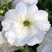 Укорененные черенки Сурфиния, Петуния Ампельная Petunia Famous® White?14 KLEPH14247