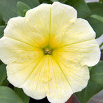 Укорененные черенки Сурфиния, Петуния Ампельная Petunia Famous® Yellow?15