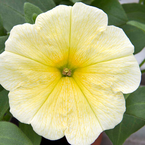 Укорененные черенки Сурфиния, Петуния Ампельная Petunia Famous® Yellow?15