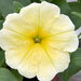 Укорененные черенки Сурфиния, Петуния Ампельная Petunia Famous® Yellow?15