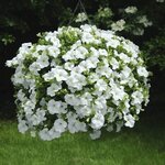 Укорененные черенки Петуния Fanfare White
