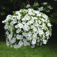 Укорененные черенки Петуния Fanfare White