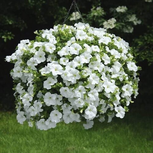 Укорененные черенки Петуния Fanfare White