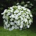 Укорененные черенки Петуния Fanfare White