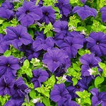 Укорененные черенки Петуния Fanfare Dark Blue