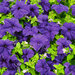 Укорененные черенки Петуния Fanfare Dark Blue