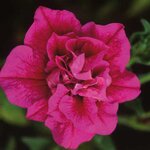 Укорененные черенки Сурфиния, Петуния Ампельная SweetSunshine Hot Pink KLEPH06126