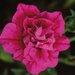 Укорененные черенки Сурфиния, Петуния Ампельная SweetSunshine Hot Pink KLEPH06126