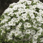 Сурфиния Impulz White