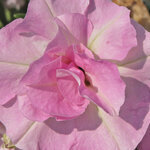 Укорененные черенки Сурфиния, Петуния Ампельная  SweetSunshine Light Pink KLEPH14241