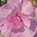 Укорененные черенки Сурфиния, Петуния Ампельная  SweetSunshine Light Pink KLEPH14241