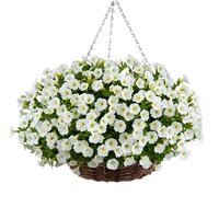 Укорененные черенки Литлтуния  White Grace