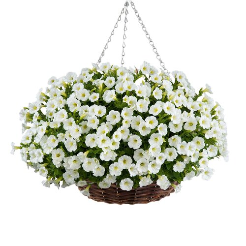 Укорененные черенки Литлтуния  White Grace