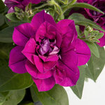 Укорененные черенки Сурфиния, Петуния Ампельная SweetSunshine Magenta
