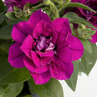 Укорененные черенки Сурфиния, Петуния Ампельная SweetSunshine Magenta