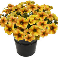 Укорененные черенки Петхоа Beautical Caramel Yellow