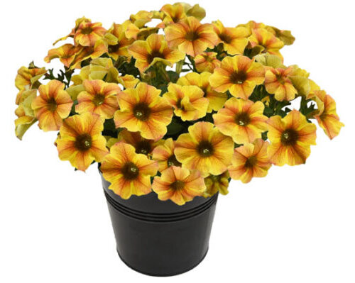 Укорененные черенки Петхоа Beautical Caramel Yellow