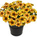Укорененные черенки Петхоа Beautical Caramel Yellow