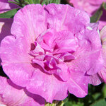 Укорененные черенки Сурфиния, Петуния Ампельная SweetSunshine Pink