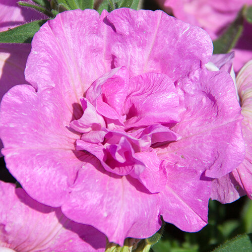 Укорененные черенки Сурфиния, Петуния Ампельная SweetSunshine Pink