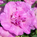 Укорененные черенки Сурфиния, Петуния Ампельная SweetSunshine Pink