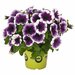 Укорененные черенки Потуния Plus Purple Halo