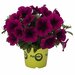 Укоренные черенки Потуния Purple