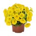 Укорененные черенки Потуния Canary Yellow