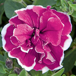Укорененные черенки Сурфиния, Петуния Ампельная Petunia SweetSunshine Purple Picotee KLEPH14252