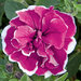 Укорененные черенки Сурфиния, Петуния Ампельная Petunia SweetSunshine Purple Picotee KLEPH14252