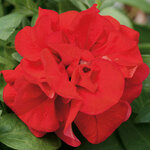Укорененные черенки Сурфиния, Петуния Ампельная Petunia SweetSunshine Red KLEPH07144