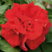 Укорененные черенки Сурфиния, Петуния Ампельная Petunia SweetSunshine Red KLEPH07144