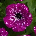 Укорененные черенки петунии Electric Purple Sky