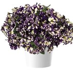 Violet Vogue