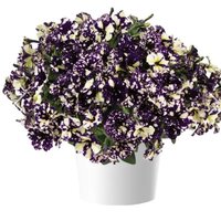 Violet Vogue