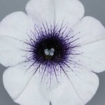 Укорененные черенки Сурфиния, Петуния Ампельная Petunia Surfinia® Blue Vein Sunsolos