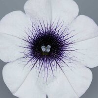 Укорененные черенки Сурфиния, Петуния Ампельная Petunia Surfinia® Blue Vein Sunsolos