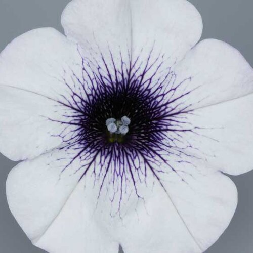 Укорененные черенки Сурфиния, Петуния Ампельная Petunia Surfinia® Blue Vein Sunsolos