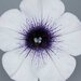 Укорененные черенки Сурфиния, Петуния Ампельная Petunia Surfinia® Blue Vein Sunsolos