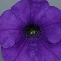 Укорененные черенки Сурфиния, Петуния Ампельная Petunia Surfinia® Giant Blue Sunsurfgigablu 