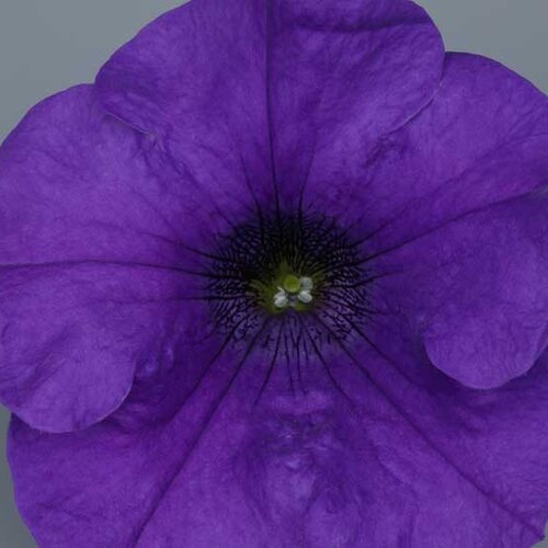 Укорененные черенки Сурфиния, Петуния Ампельная Petunia Surfinia® Giant Blue Sunsurfgigablu 
