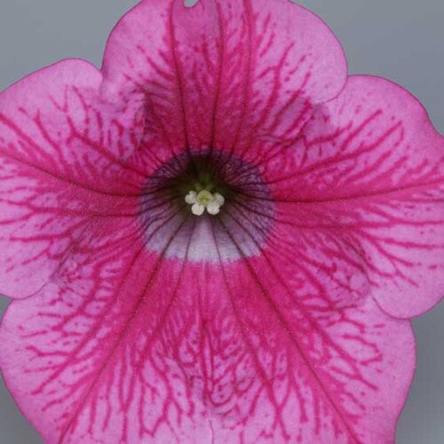 Укорененные черенки Сурфиния, Петуния Ампельная Petunia Surfinia® Hot Pink 05 Sunrovein