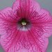 Укорененные черенки Сурфиния, Петуния Ампельная Petunia Surfinia® Hot Pink 05 Sunrovein