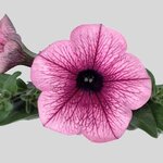 Укорененные черенки Сурфиния, Петуния Ампельная Petunia Surfinia® Pink Vein 06 Sunbapive
