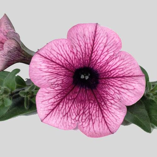 Укорененные черенки Сурфиния, Петуния Ампельная Petunia Surfinia® Pink Vein 06 Sunbapive