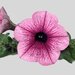 Укорененные черенки Сурфиния, Петуния Ампельная Petunia Surfinia® Pink Vein 06 Sunbapive